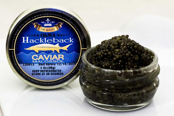 American Hackleback Sturgeon Caviar
