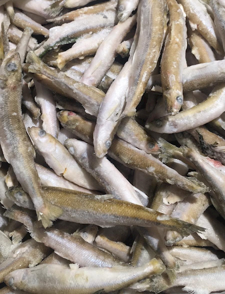 Whole Frozen Wild Smelt (Korushka) ~22lbs