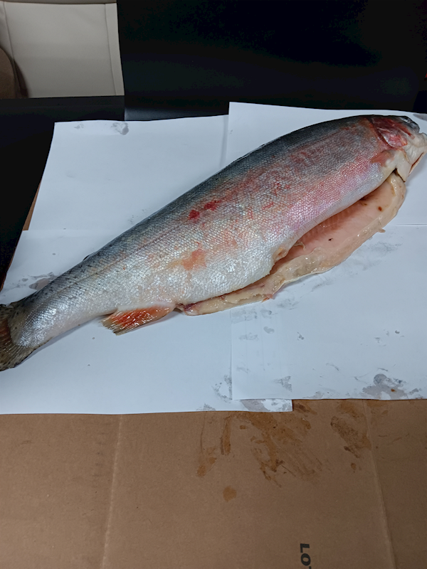 Whole Frozen Baby Salmon ~5lbs