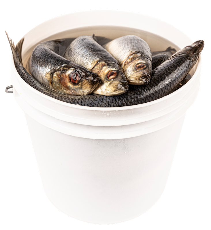North Fish USA Salted Herring Pail, 18 Pieces